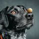 Waudog Dog Treats Cheese Balls лакомство для собак с сыром, 30 г