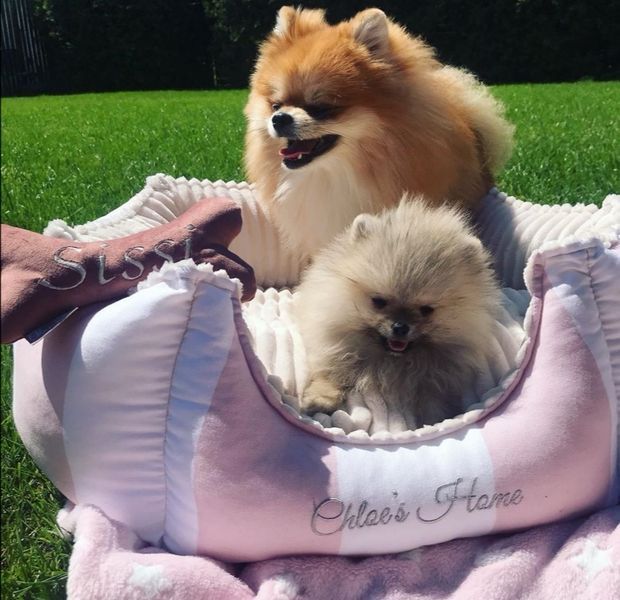 Chloe's Home Monte Carlo лежак для собак та котів, 49 х 21 см, рожевий 4 000 грн фото