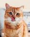 Hill's PD Feline K/D сухой корм с лососем для котов с заболеваниями почек, 1.5 кг 052742088266 фото 3